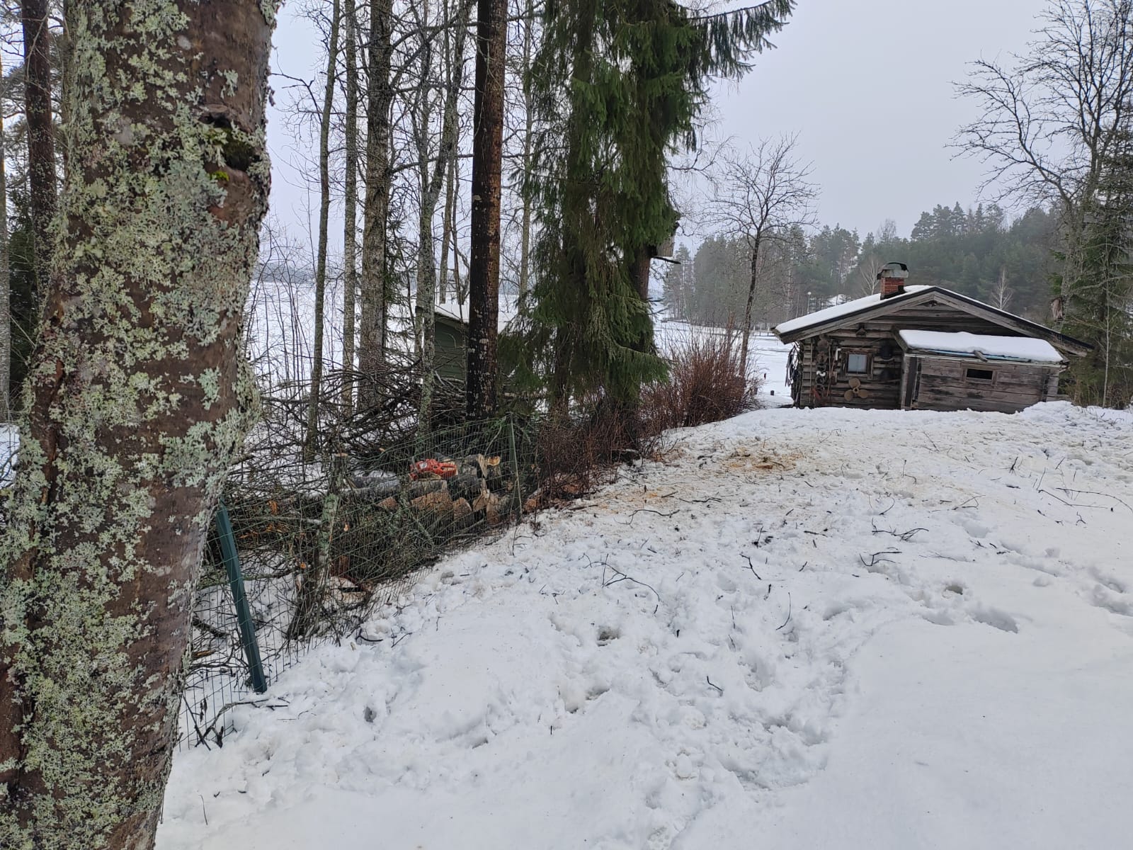 Puiden kaato mökillä ja tuulenkaatojen raivaus