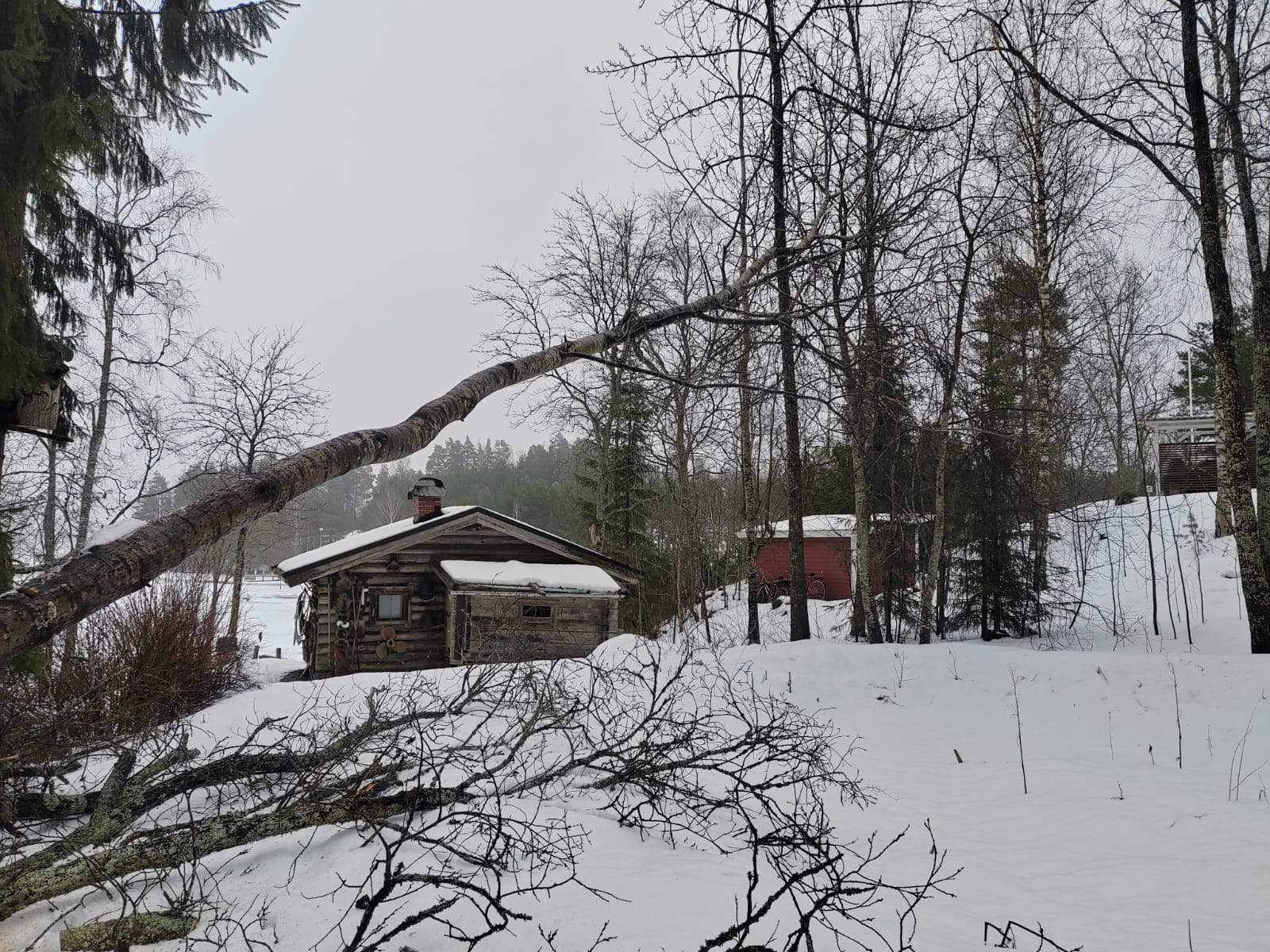 Puiden kaato mökillä ja tuulenkaatojen raivaus